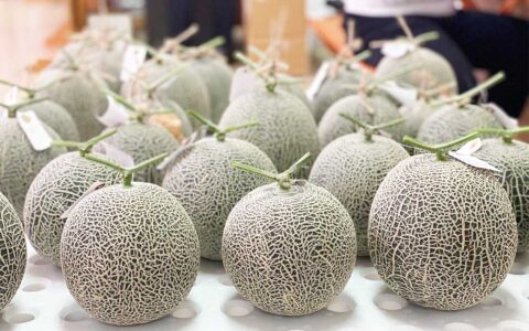 メロン 植物工場 〈 奈良県大和高田市 〉