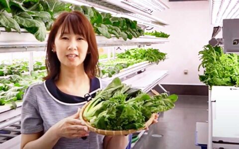 高抗酸化値・低硝酸 野菜 植物工場 〈 愛知県豊田市 〉